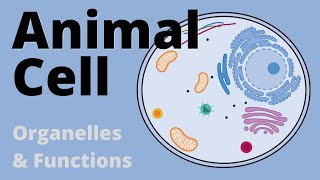 Structure and Function of the ANIMAL CELL explained (Organelles)