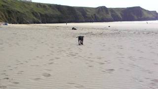 Harry The Labradale Labrador X Patterdale Playing On Sandy Beach In Wales