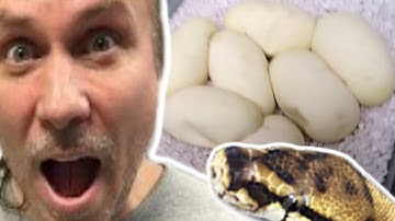 FIRST CLUTCH OF SNAKE EGGS! | BRIAN BARCZYK