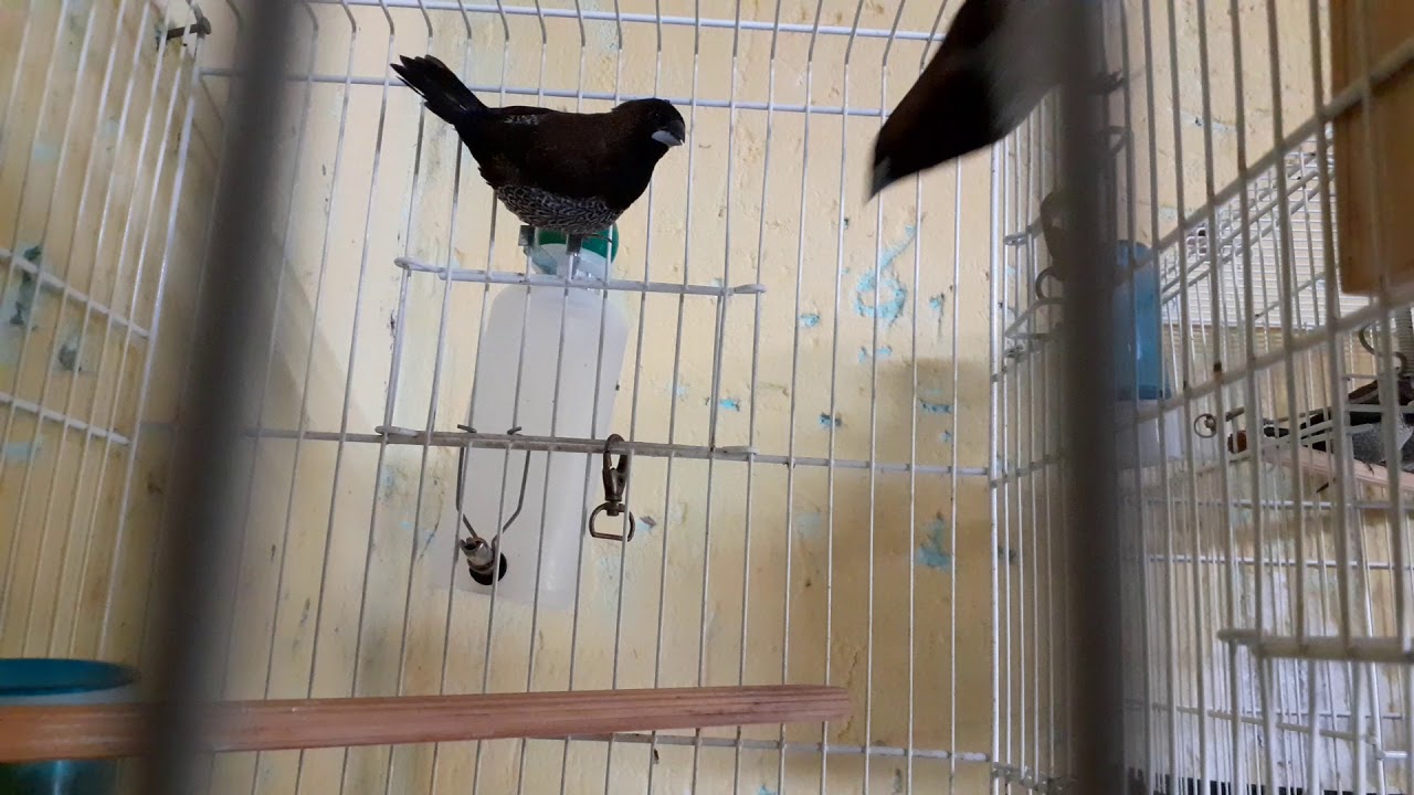 o canto do manon macho