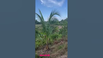 Cần bán nhanh DT 3 công 1 giá 240 triệu 1 công thuộc huyện Thạnh hóa tỉnh Long An lh 0819259737