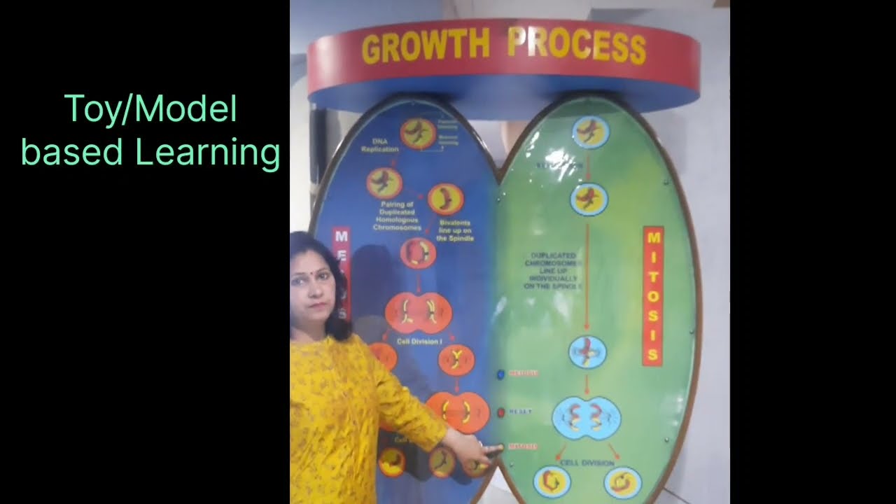 Mitosis and Meiosis through Activity/Toy or Model based @biomadeeasywithrachnashukl2285
