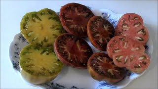 Tasting and Ranking 4 Different Dwarf Tomatoes By Taste and Overall