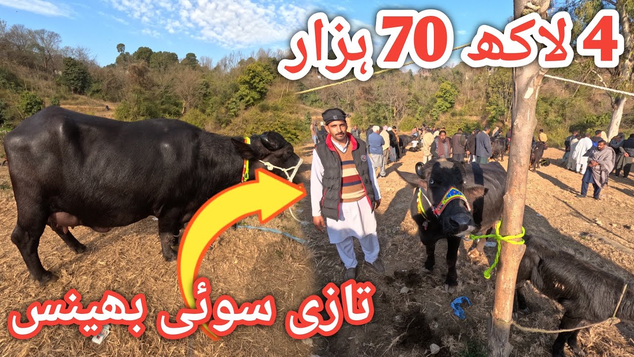 Price of nilli ravi buffalo from the largest animal market of AJK 