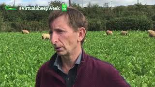 Fodder Crops for Sheep: John Doyle