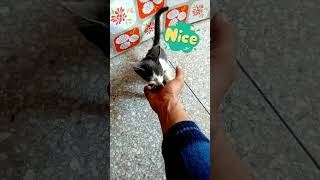 love cat video