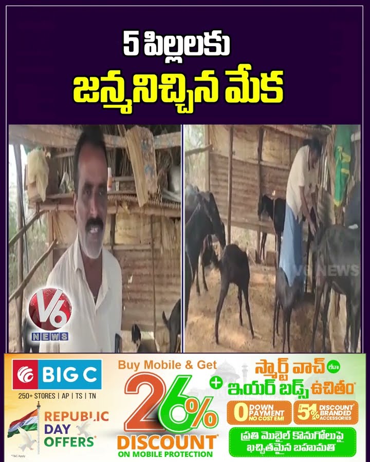 5 పిల్లలకు జన్మనిచ్చిన మేక | Goat Gave Birth Five Children At One Time | V6 News