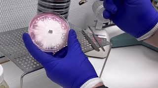 Mycology 101: Using an agar punch to transfer mycelium to a new agar plate Resimi