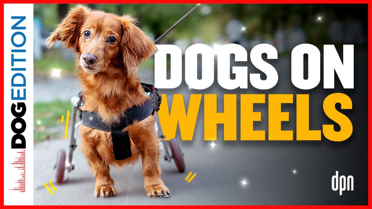 Dogs On Wheels Dog Edition 91 YouTube