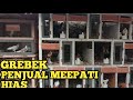 GREBEK PENJUAL MERPATI HIAS DI KOTA PEKANBARU