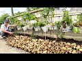 Grow Potatoes Fast And Properly: Exclusive Tips For Beginners To Plenty Of Tubers!
