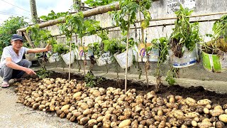 Grow Potatoes Fast And Properly: Exclusive Tips For Beginners To Plenty Of Tubers!