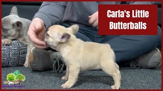 Carla's Little Butterballs by Woodland Frenchies 734 views 2 weeks ago 5 minutes, 2 seconds