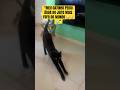 #gatinho #fofo #pets #viral #gatos #shortes #viral