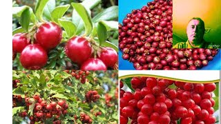 Merisoarele-fructele micute de padure cu cele mai mari calitati antioxidante
