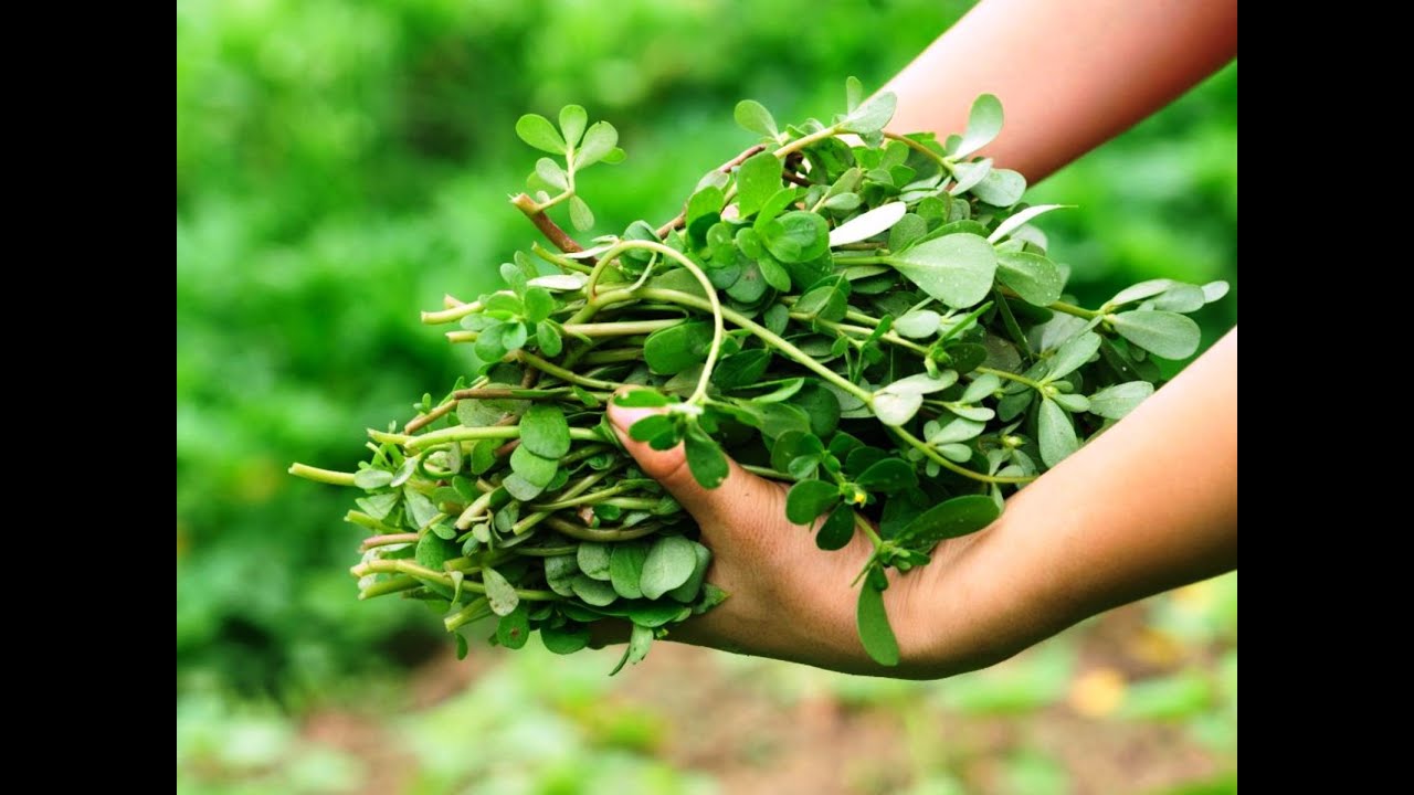 PƏRPƏTÖYÜN QOVURMASI VƏ SALATI. BU BİTKİNİN İNANILMAZ FAYDASI VAR...