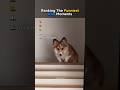 Ranking the Funniest Dog Moments 🐶😂 #humor #dog #funny