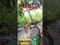 Village Life real life #yt #ytshorts #trending #shorts #village aura #youtubeshorts #viral