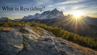 What is Rewilding
