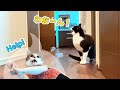 【ツンデレの極み】トイレに閉じ込められた弟が心配でないちゃう姉猫