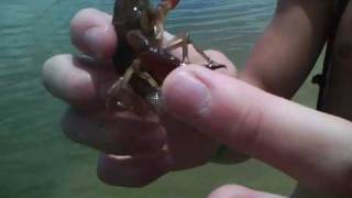 charlie gets bit by crawfish Crawfish Bit My Finger