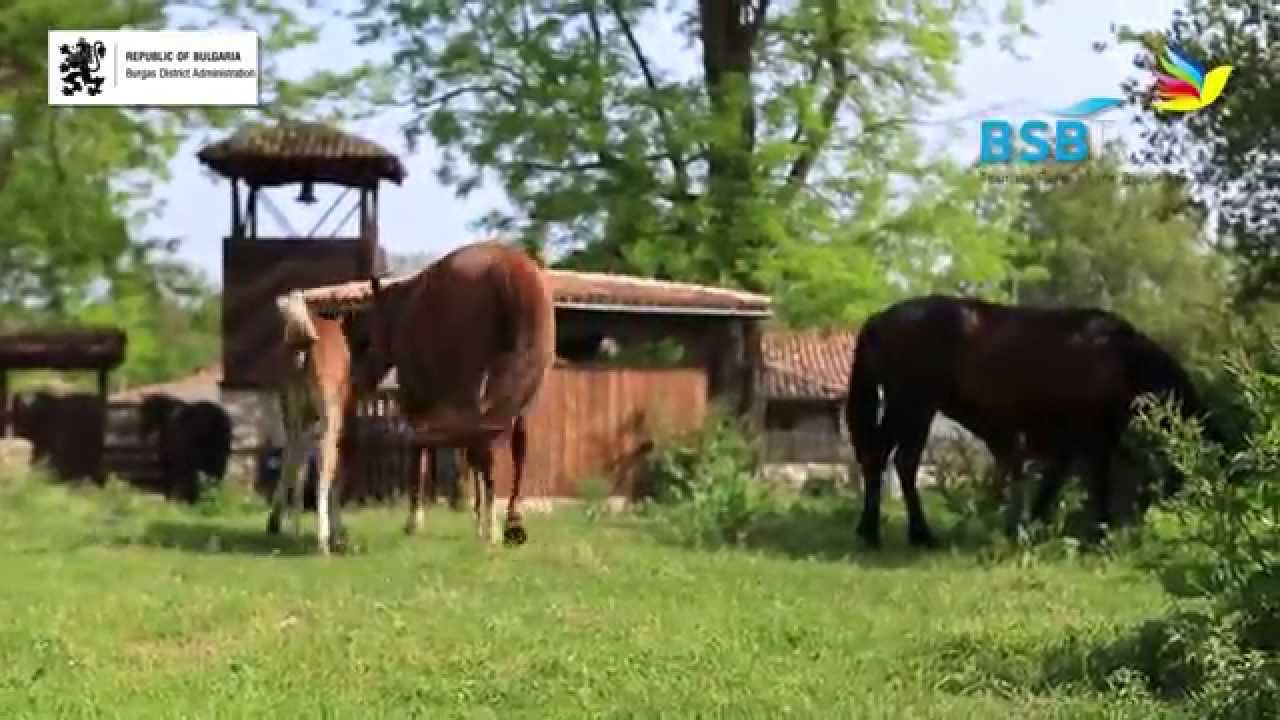 Оn the trail of Rhododendron ponticum