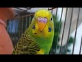 The Ultimate Budgie Care Guide: Happy &amp; Healthy Parakeets🦜🌞#birds #budgies #birdlovers_bestpets 