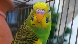 The Ultimate Budgie Care Guide: Happy & Healthy Parakeets🦜🌞#birds #budgies #birdlovers_bestpets 