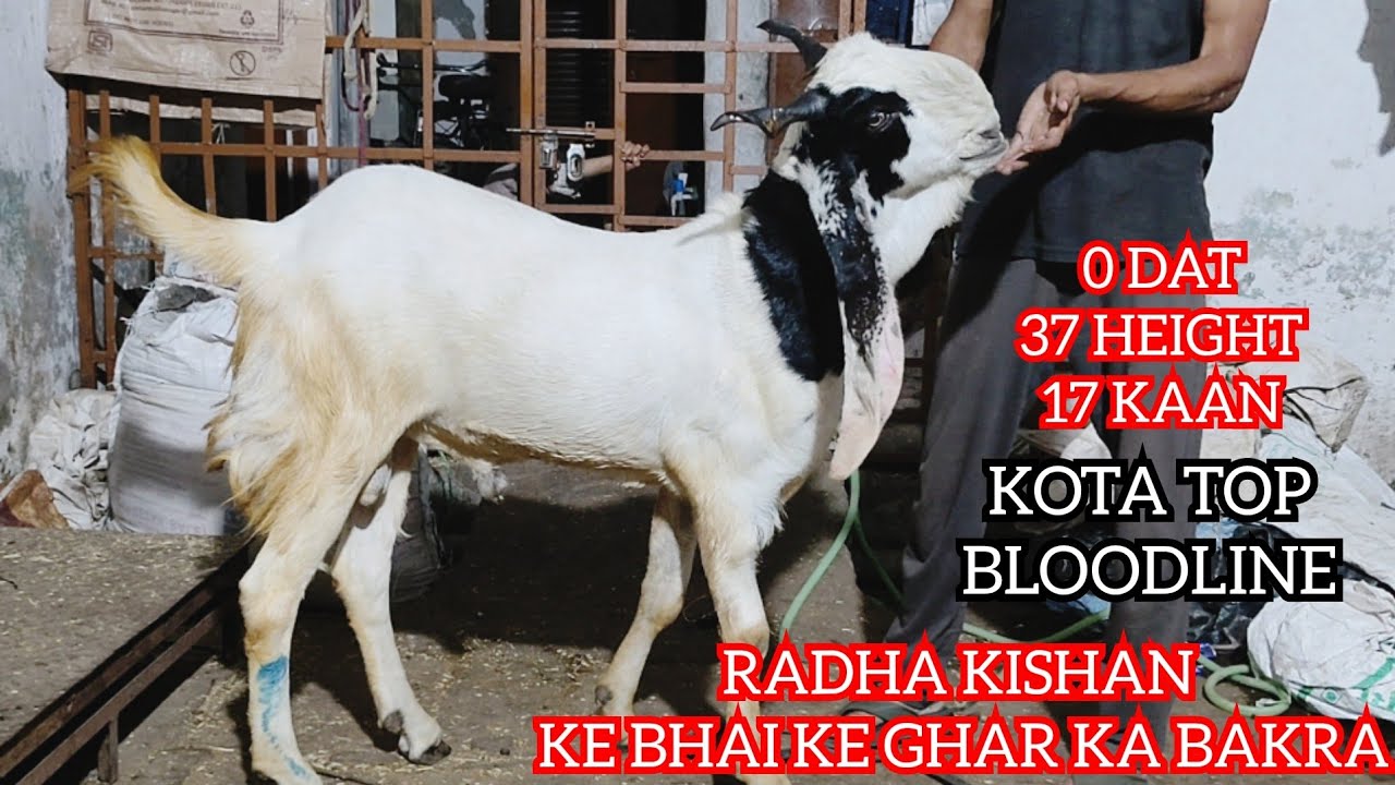 MASHALLAH TOP BLOODLINE KOTA GOATS AVAILABLE AT IRSHAD KOTA GOAT FARM 📲 (7740803310) #KOTA BAKRA 