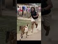 catch me if you can😂😂😂😂 #funny #comedymove #ai #funnyvideos #comedyfilms #animals #funniestvideo