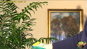 Quali sono le caratteristiche delle palme?