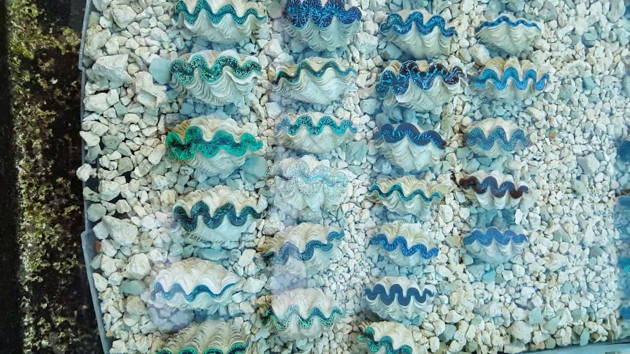 camera iphone 8 plus apk New Cultured Maxima Clams at Pacific East Aquaculture