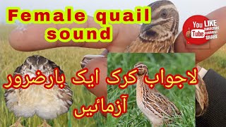 Best Female sound for Quail hunters(Amazing Gift for birds lovers #quailhunt #quail #like #please