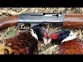 Pheasant Hunting Public Land 2017