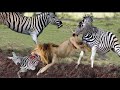Terrible... Mountain Zebra Climbing The Cliff To Escape The Pursuit Of The Lion King - Lion Attack