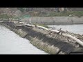 休息中的鷸與鴴(畫質開4K)
