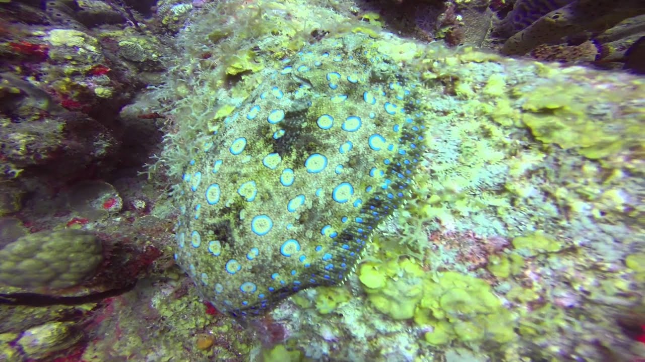 caribbean flounder YouTube