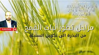 نمو القمح /تكوين حبة القمح من البذرة الى طرد السنابل (سبحان الخالق)