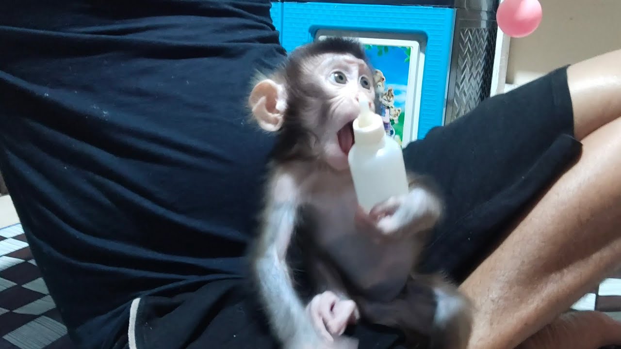 Baby monkey Boni's behavior is becoming more and more naughty😰😰