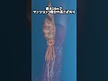 ダイオウイカがクジラと闘う驚きの方法 #Shorts