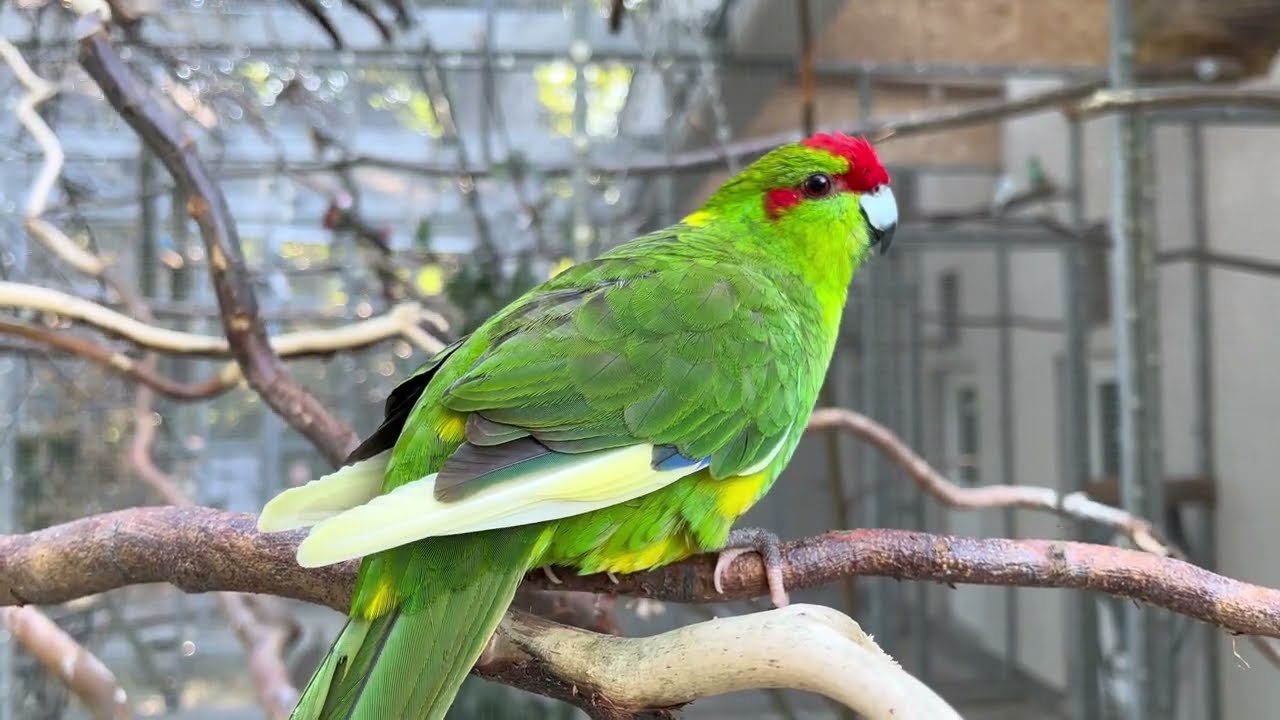 The Green Bird/Cadlma 