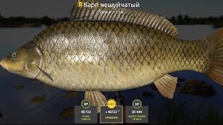 троф карп на пляже, оз.янтарное! точка рабочая