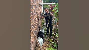 Big beautiful Coastal Carpet Python from a home in Buderim #australia #snakevideo #snake #wildlife