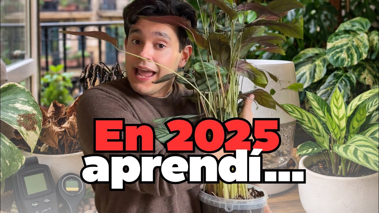 Lo que aprendí cuidando plantas en 2025: errores, mitos y mi mayor sorpresa