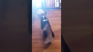 New toy for my dog #short #shorts #shortsfeed #viral #animal #dog #dogs #cute #wow #toys #funny #pet @MOTHSAUCE