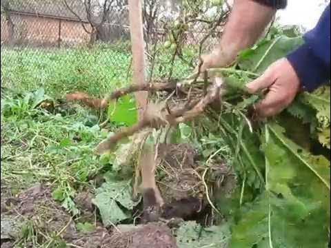 Когда можно копать хрен. Выкопка хрена. Сорняк с толстым корнем. Выкопка хрена. Копать корни.