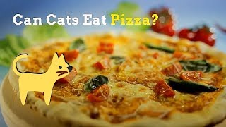 Can Cats Eat Pizza | Good or Bad Idea? by Cats How 1,805 views 4 years ago 1 minute, 46 seconds