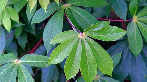 Cassava Leaf Disease Classification Model Walkthrough - Ethan Huang and Griffin McCauley