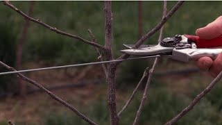   Pruning  Pruning Session  Must Watch  Himalayan Farming   Update