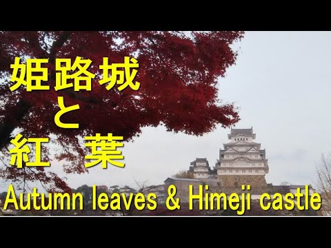 姫路遠征第四弾 姫路城と紅葉 スピンオフ Autumn Leaves And Himeji Castle Youtube